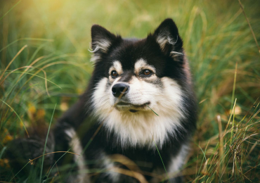 Labrador puppies import quality