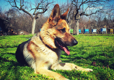 black German shepherd