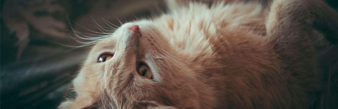 How to Help Your Puppy Learn Its Name