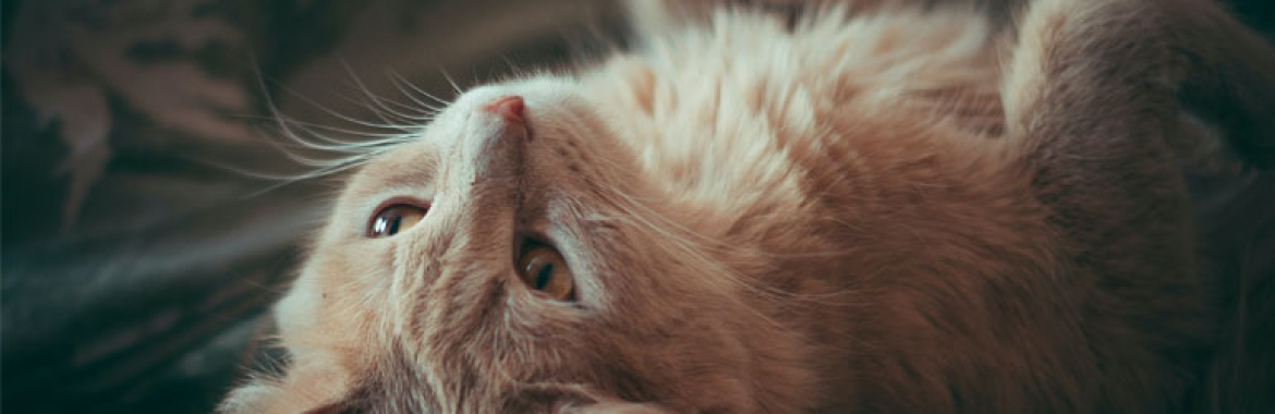 How to Help Your Puppy Learn Its Name