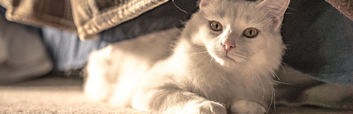 How to Socialize a Puppy