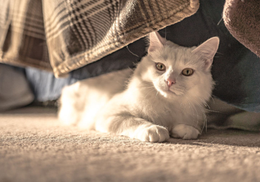 How to Socialize a Puppy