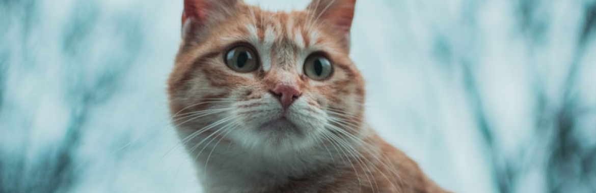 How to Stop a Puppy From Biting?