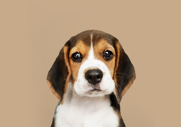 2 Months Dog For Sale