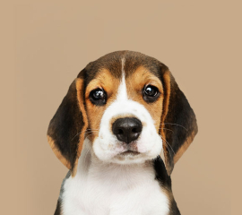 2 Months Dog For Sale